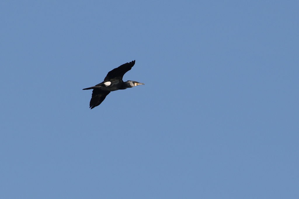 Great Cormorant - ML54137711