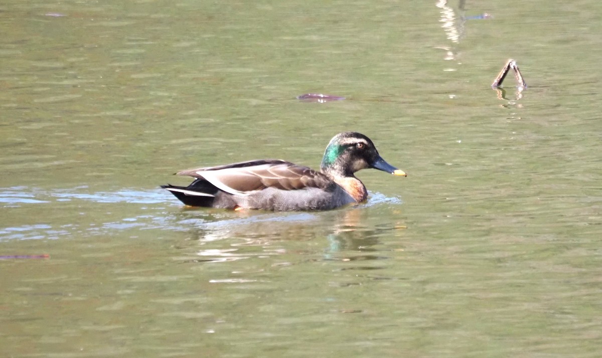 Mallard x Eastern Spot-billed Duck (hybrid) - ML541377561