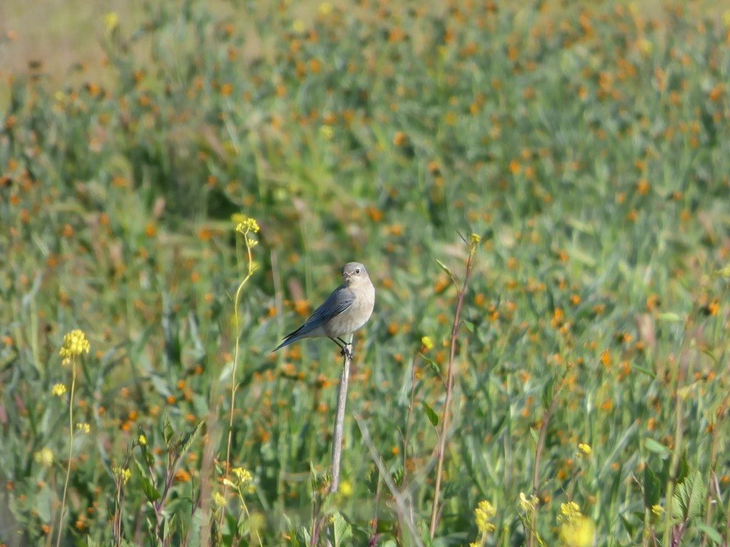 Mountain Bluebird - Nicholas Earnhart