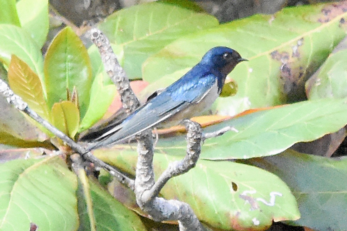 Barn Swallow - ML54137941