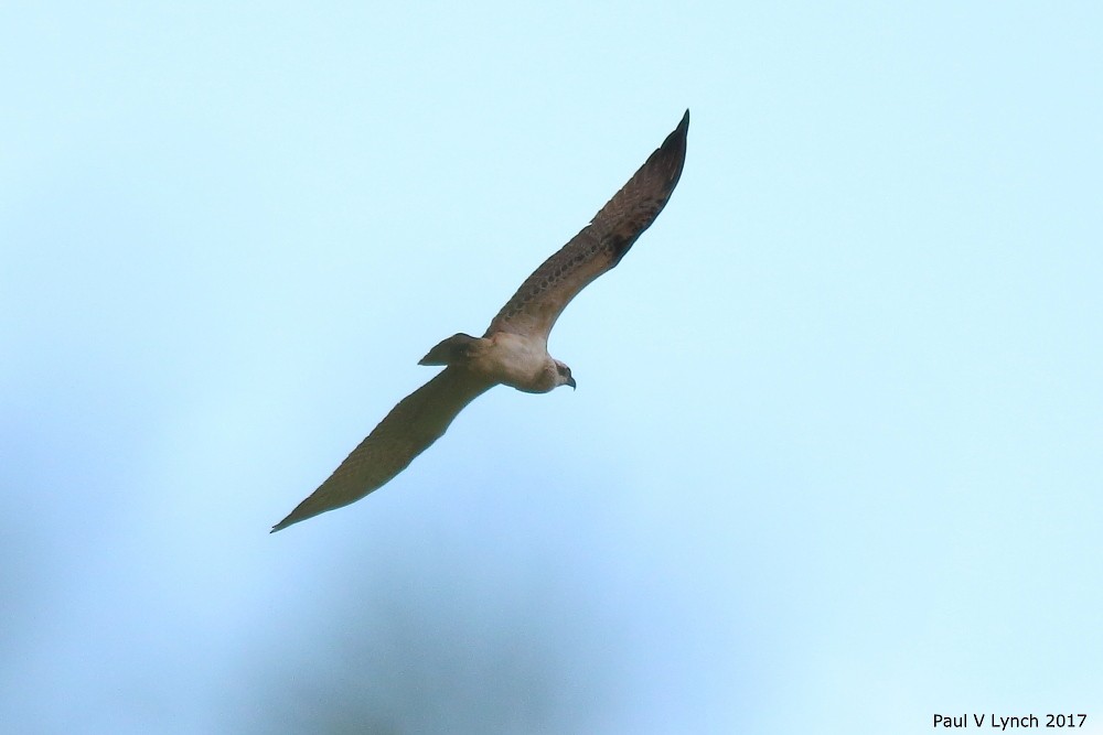 Osprey (Australasian) - Paul Lynch