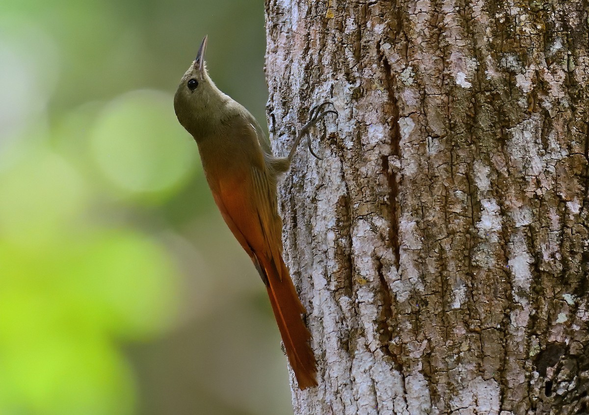 Olivaceous Woodcreeper - ML541380431