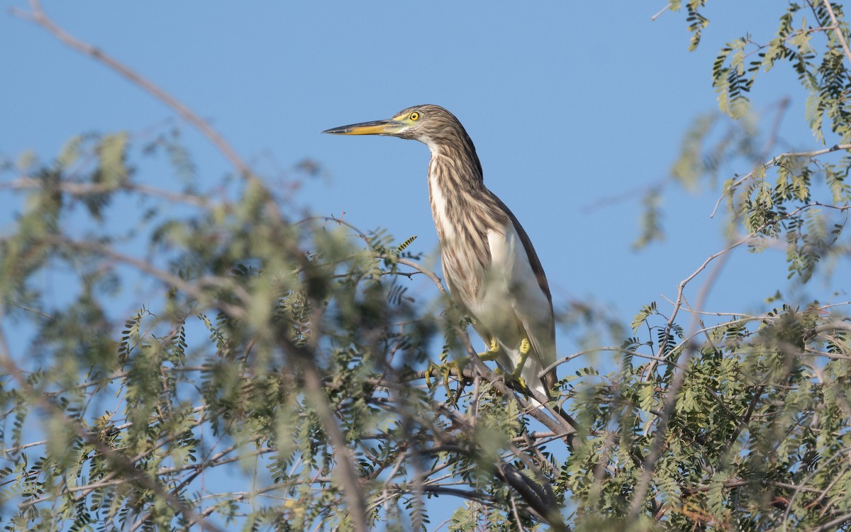 Indian Pond-Heron - ML541380621