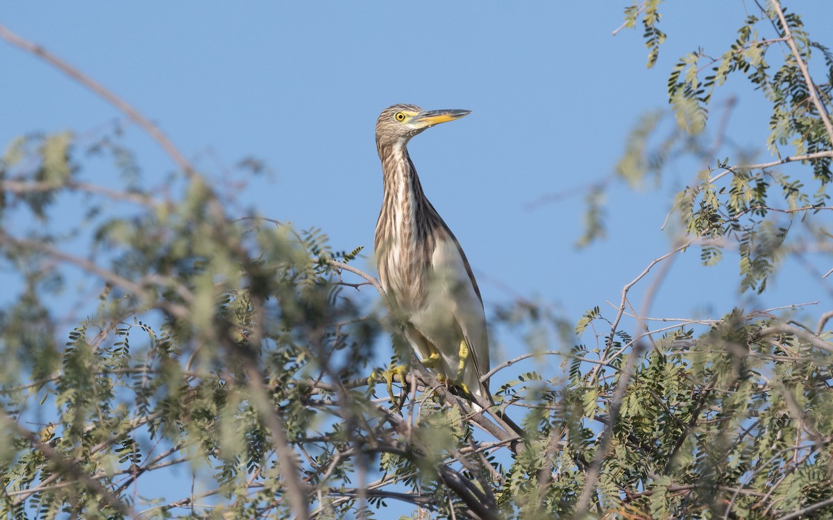 Indian Pond-Heron - ML541380631