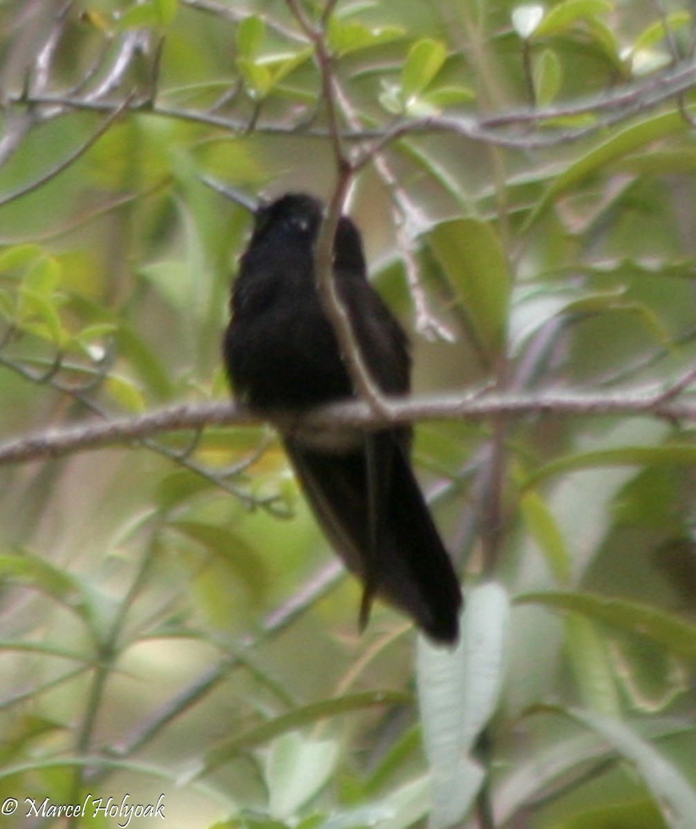 kolibřík mourovatý - ML541381571