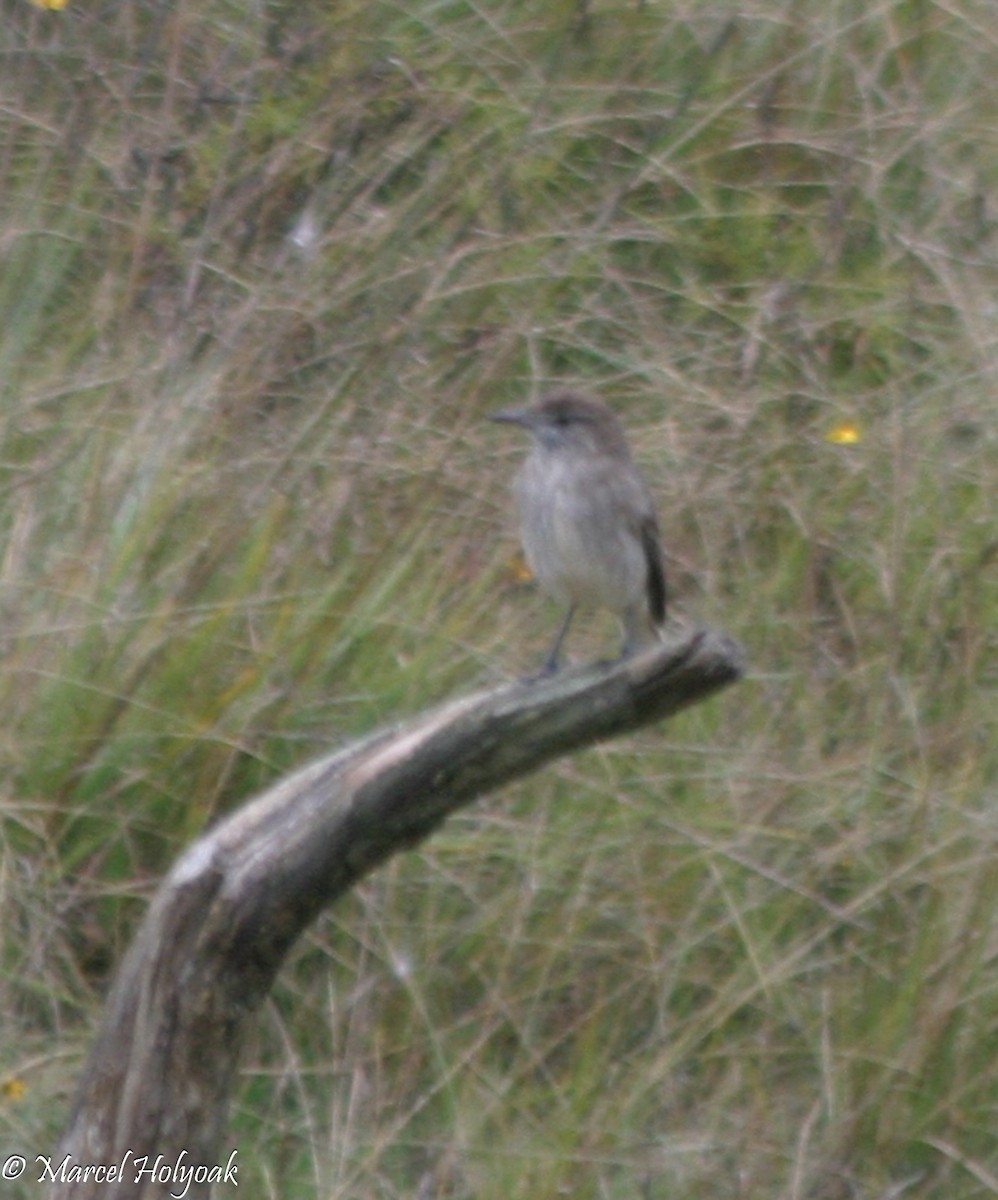 White-tailed Shrike-Tyrant - ML541381661