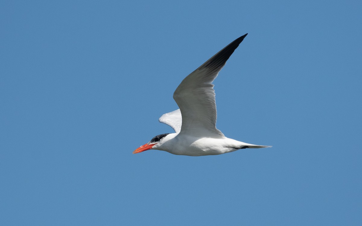 Caspian Tern - ML541382621