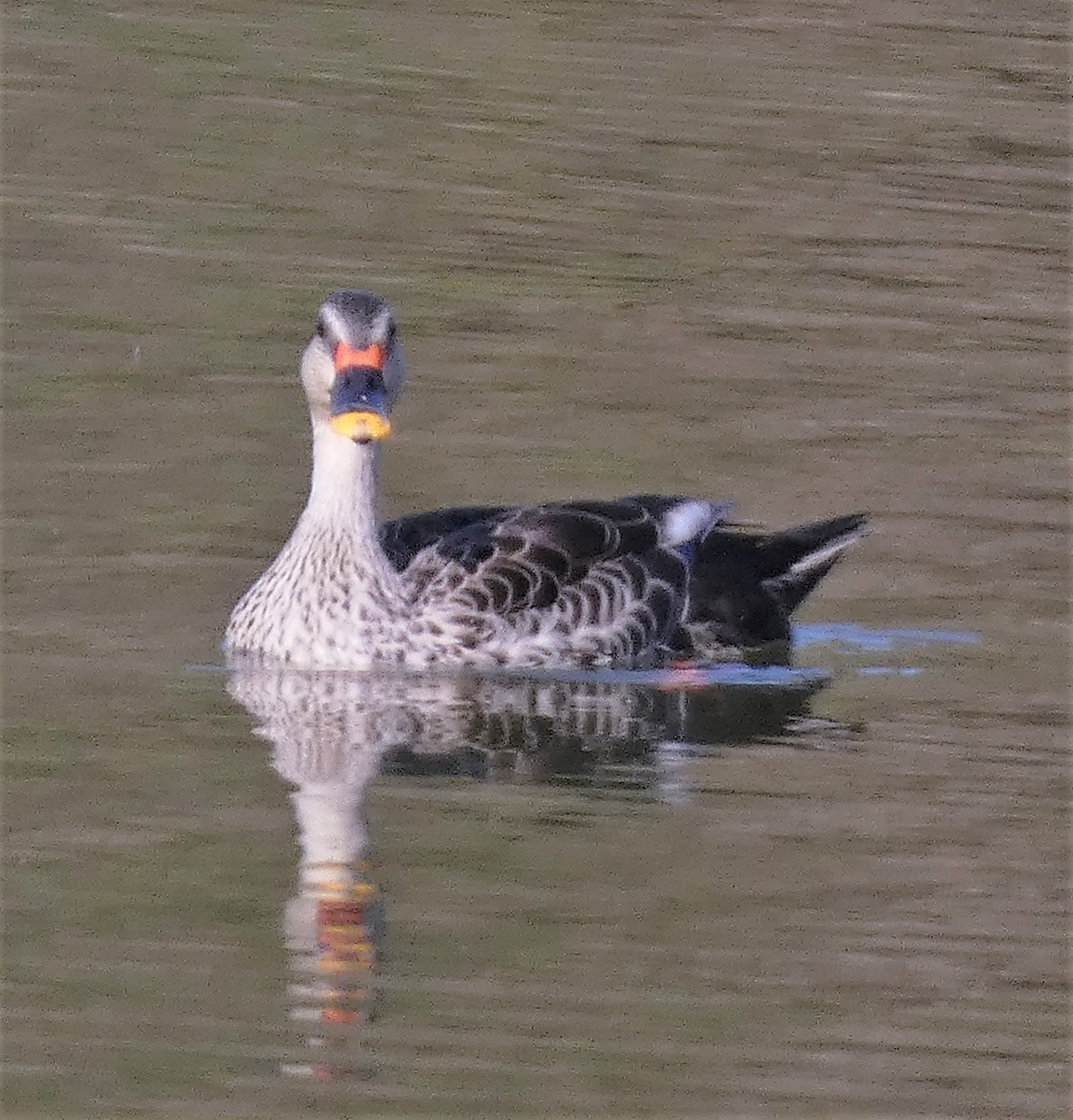 Indian Spot-billed Duck - ML541384021