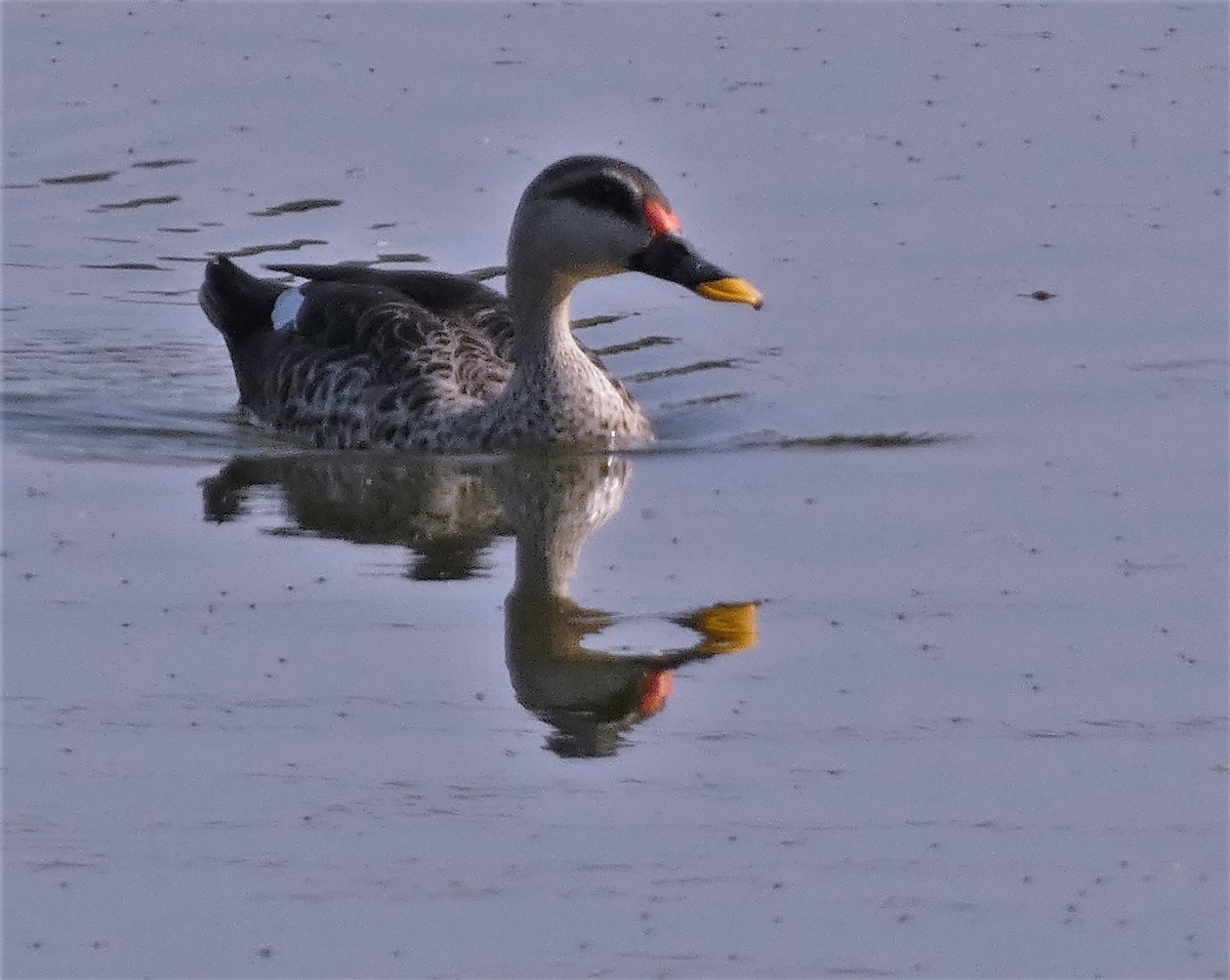 Indian Spot-billed Duck - ML541384031
