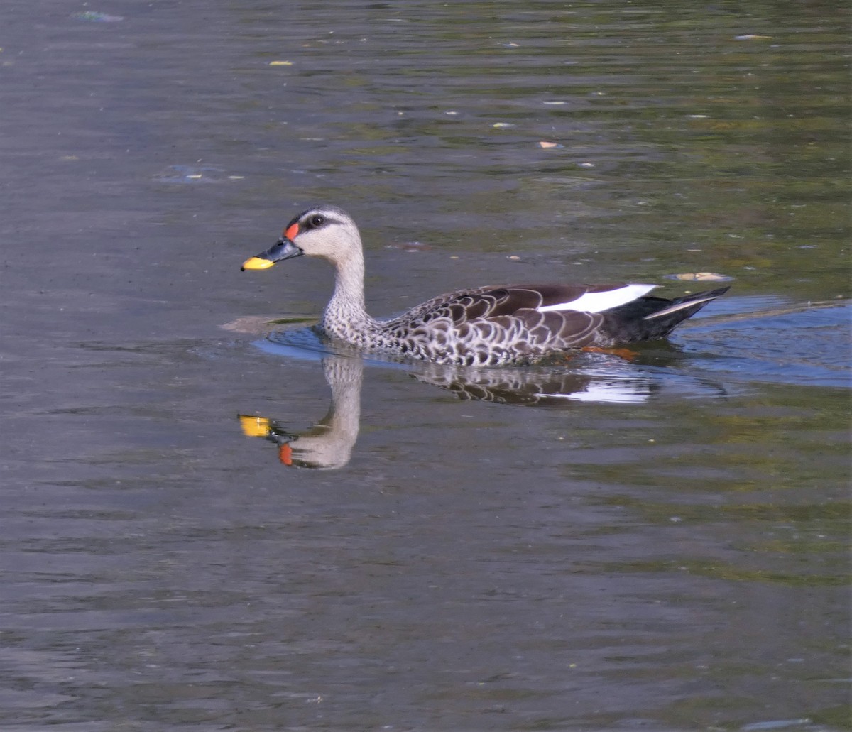 Indian Spot-billed Duck - ML541384041
