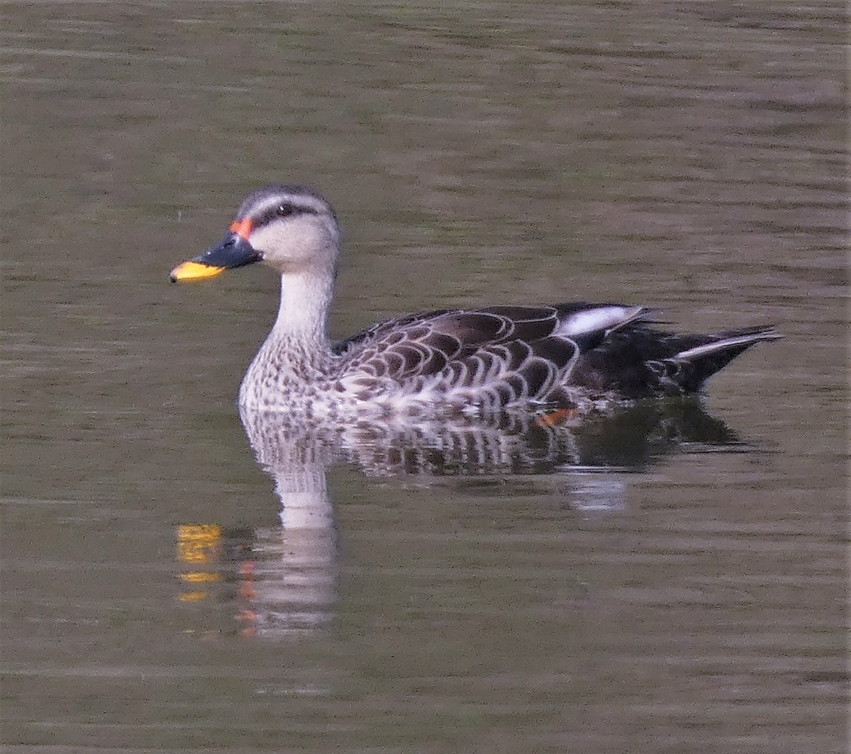 Indian Spot-billed Duck - ML541384051