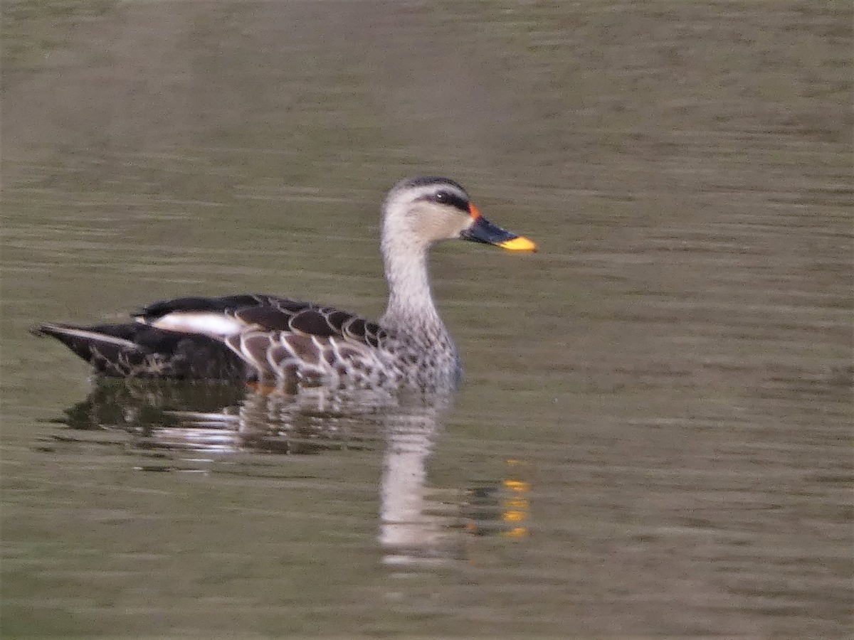 Indian Spot-billed Duck - ML541384061