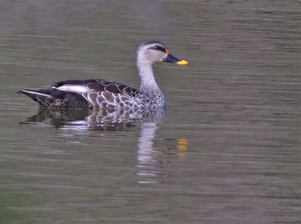 Indian Spot-billed Duck - ML541384071