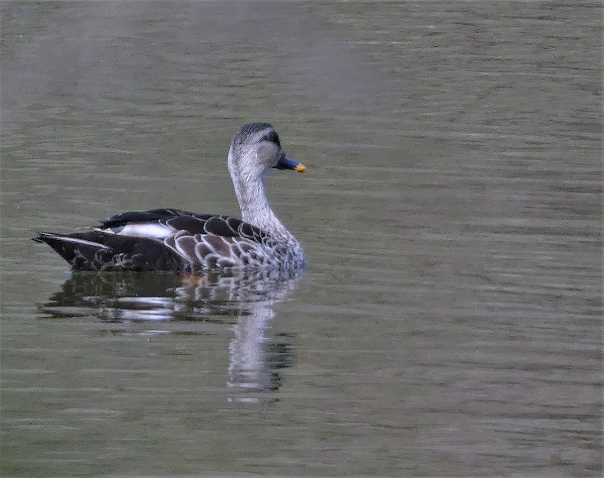 Indian Spot-billed Duck - ML541384081