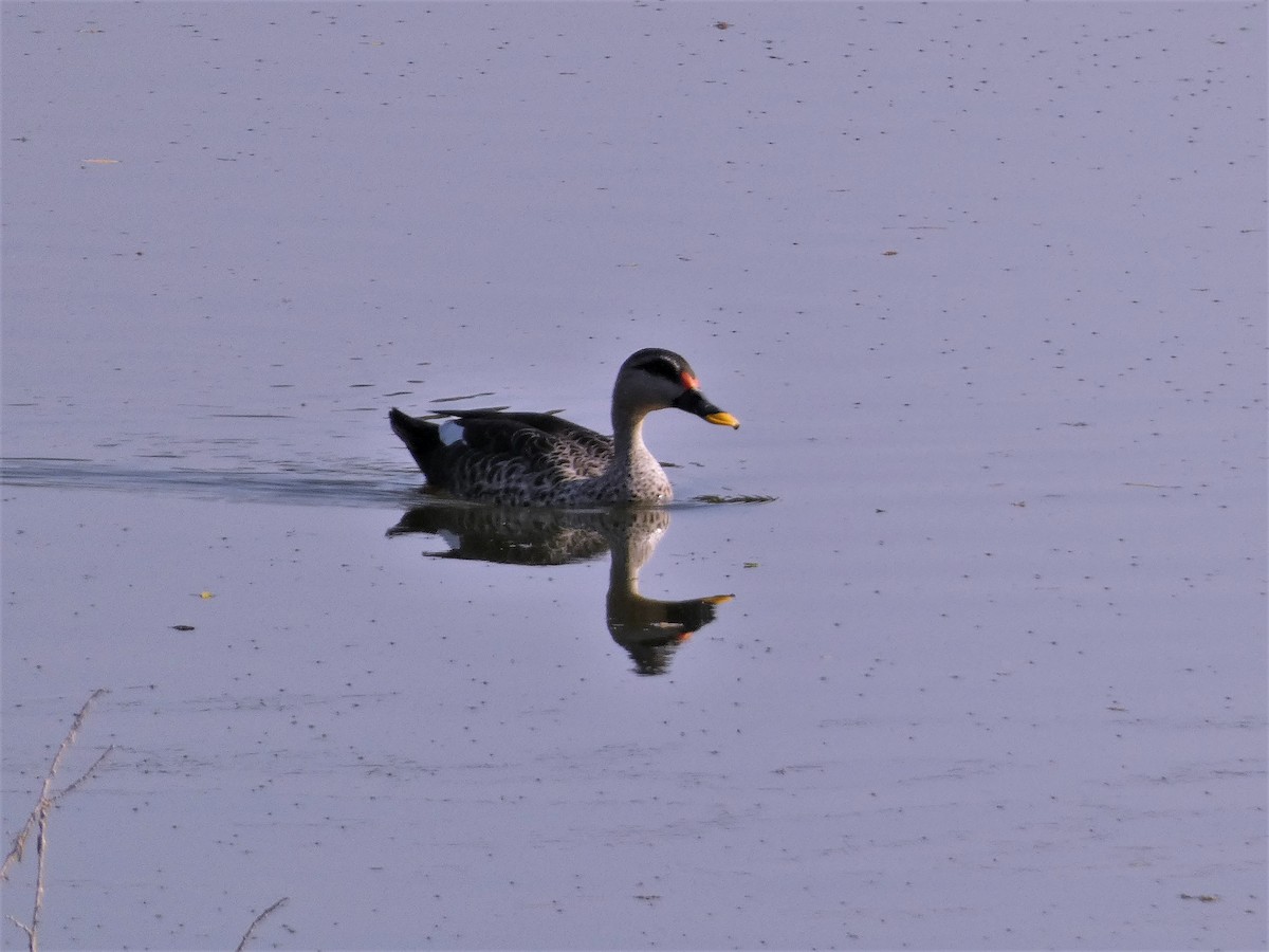 Indian Spot-billed Duck - ML541384091