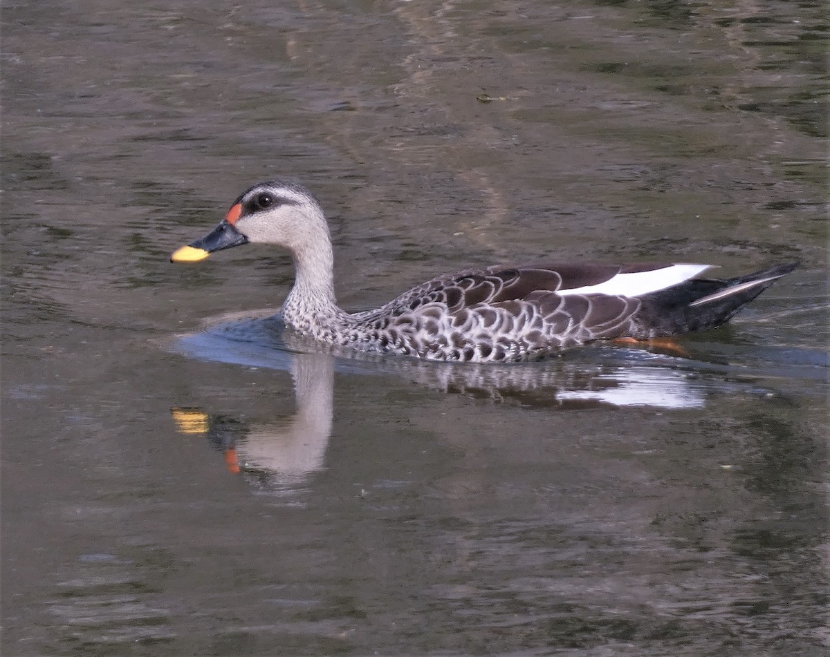 Indian Spot-billed Duck - ML541384101