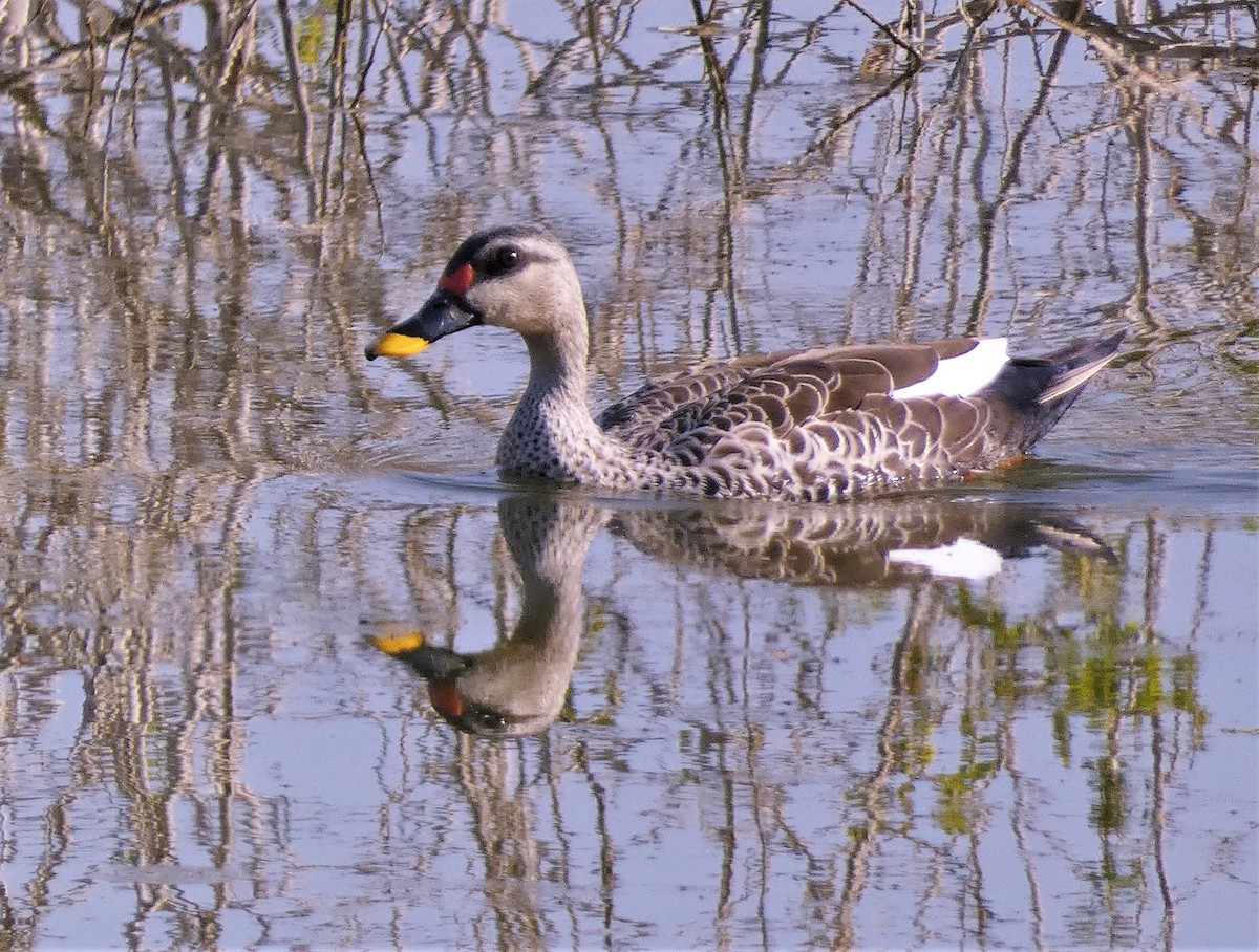 Indian Spot-billed Duck - ML541384111