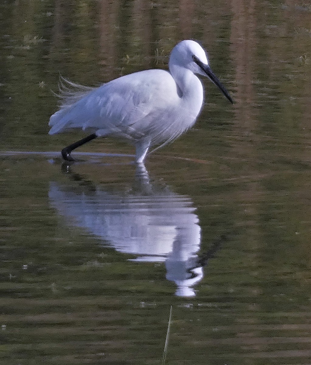 Little Egret - ML541384281