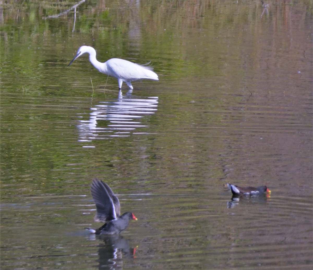 Little Egret - ML541384331