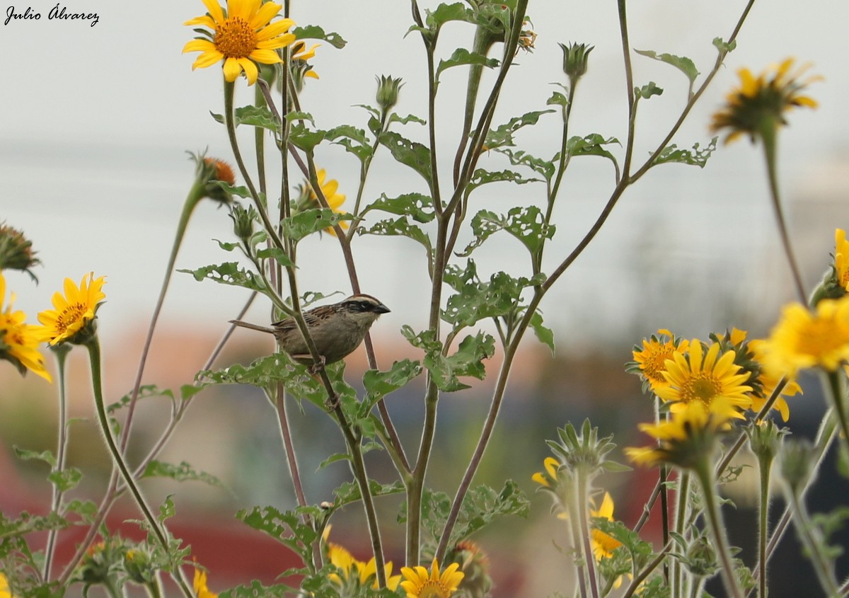 Striped Sparrow - ML541385551