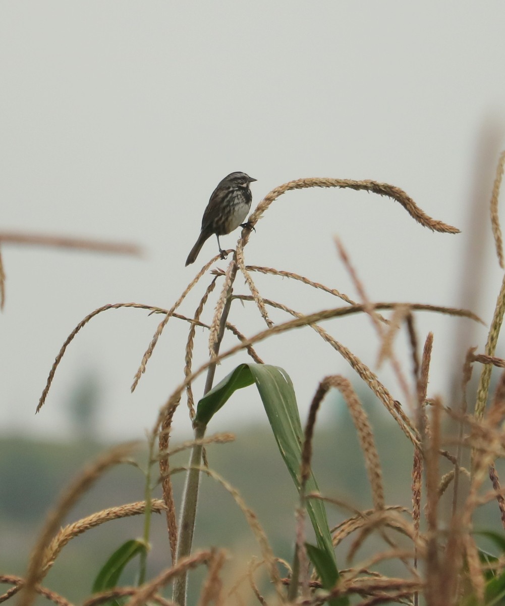 Song Sparrow - ML541385641