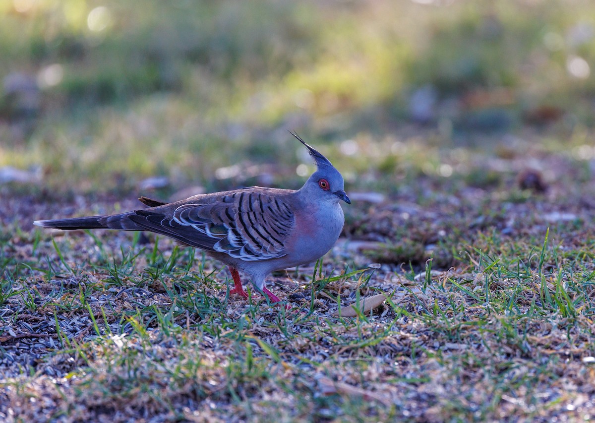 Crested Pigeon - ML541385851