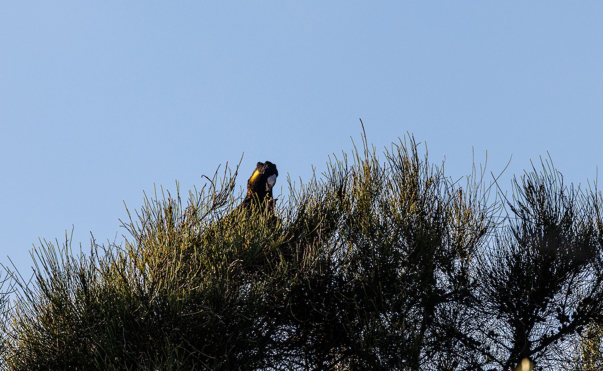 Yellow-tailed Black-Cockatoo - ML541386051
