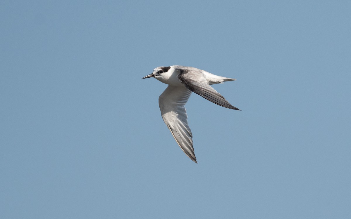 Little Tern - ML541386071
