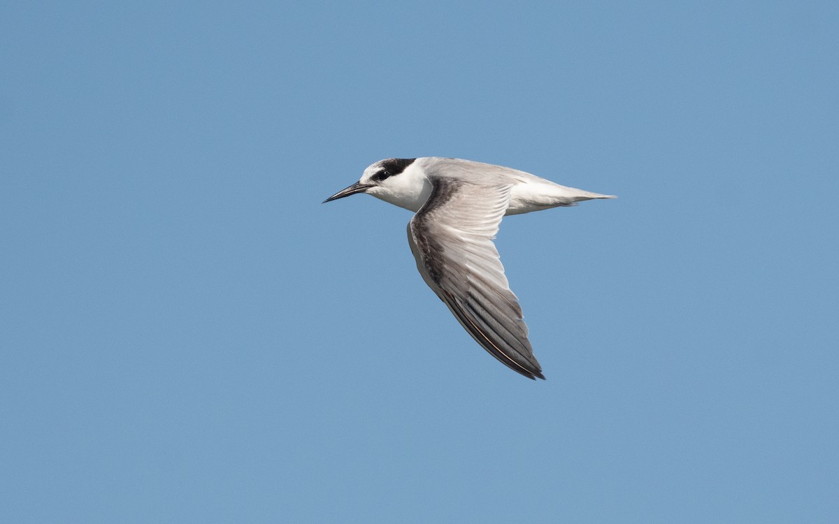 Little Tern - ML541386081
