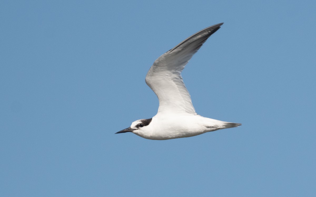 Little Tern - ML541386091