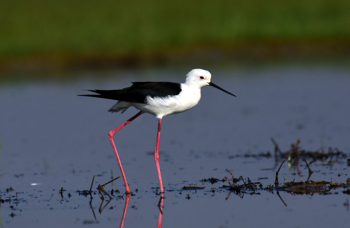 Black-winged Stilt - Ajoy Kumar Dawn