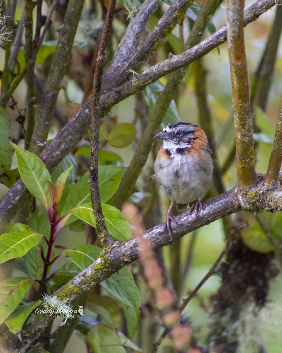 Rufous-collared Sparrow - ML541386241