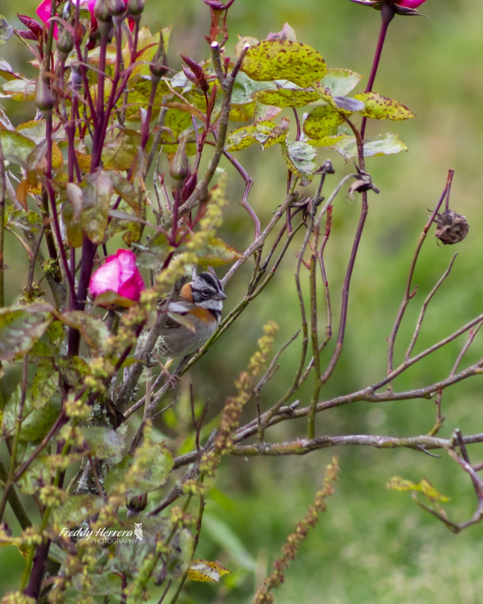 Rufous-collared Sparrow - ML541386251