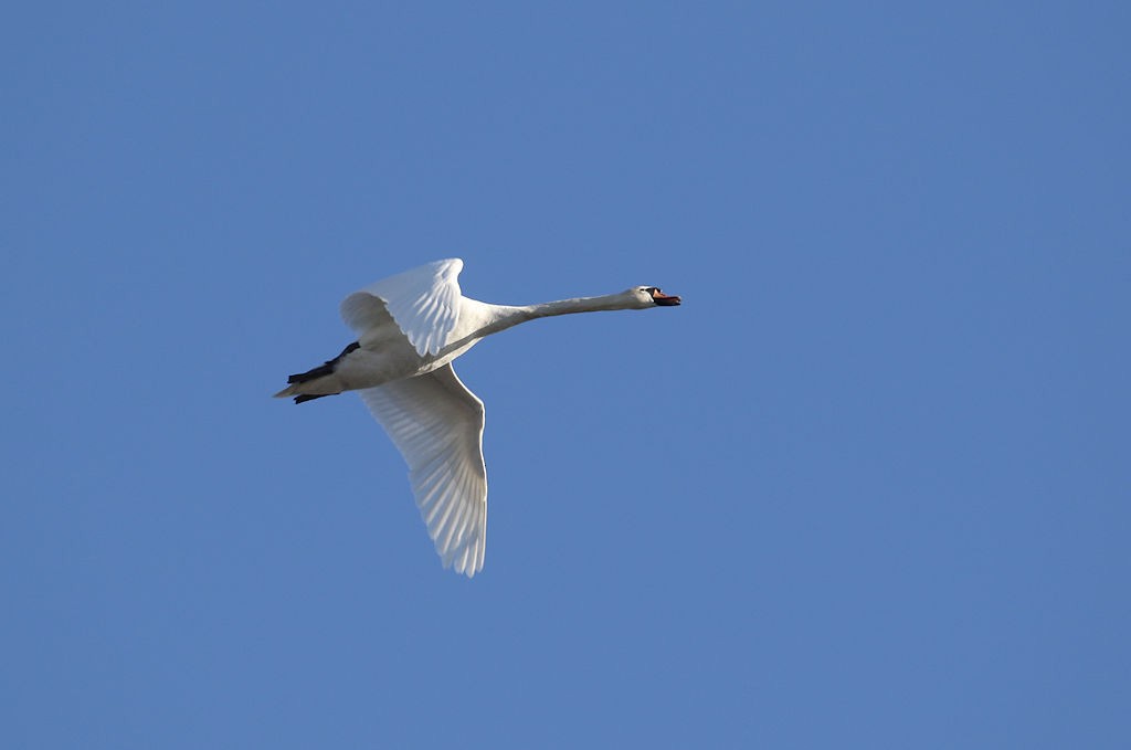 Mute Swan - ML54138721