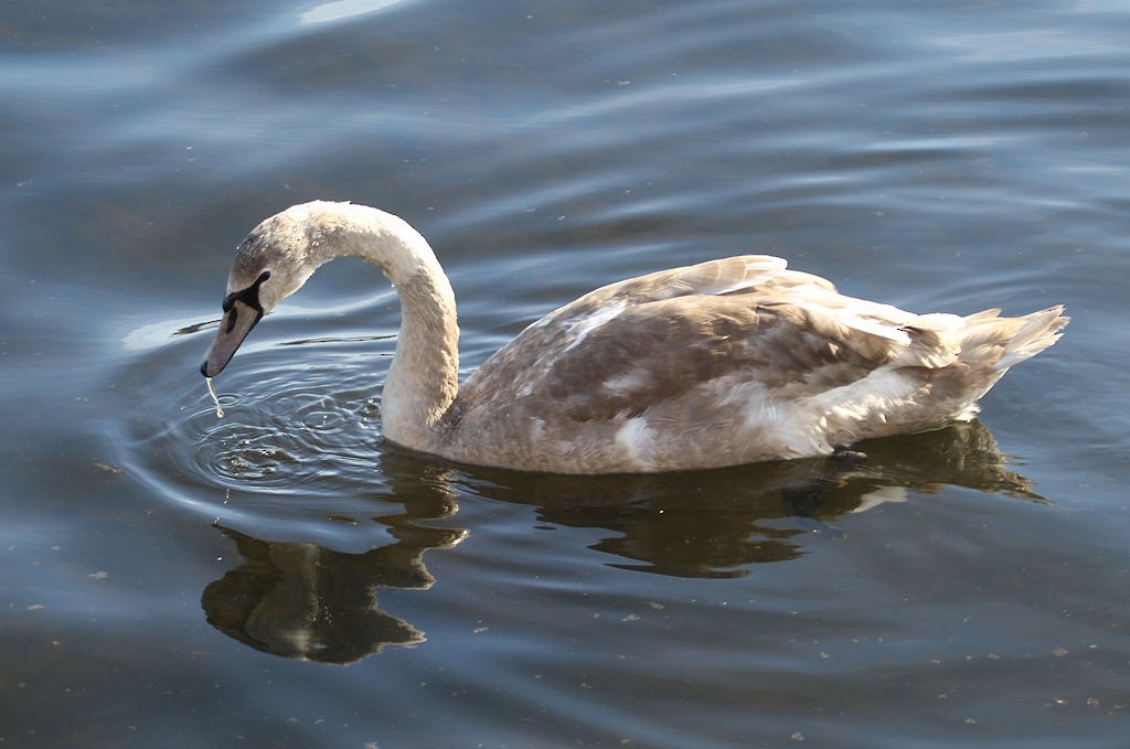 Mute Swan - ML54138731