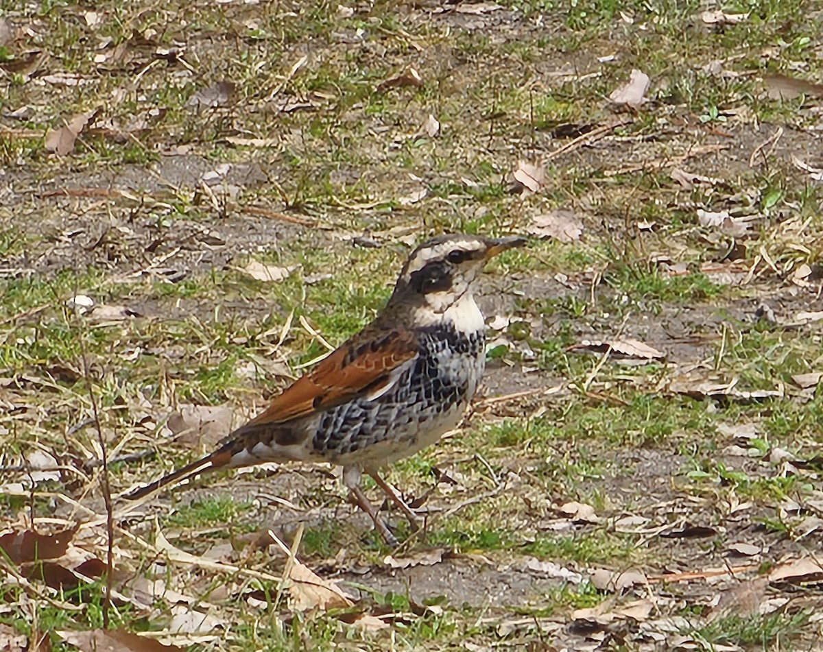 Dusky Thrush - ML541388431