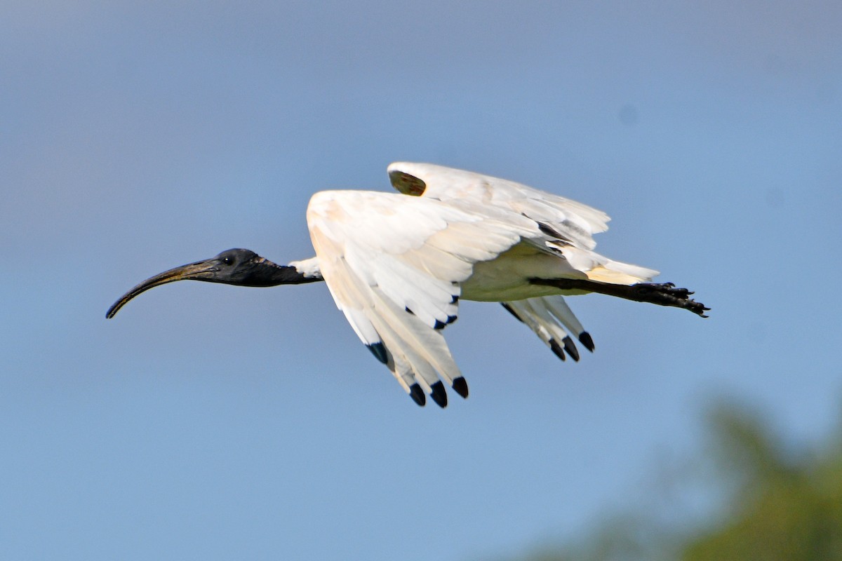 ibis australský - ML541388651