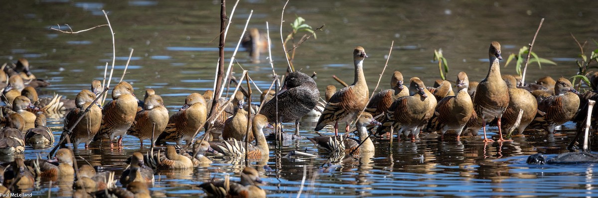 Freckled Duck - ML541388831