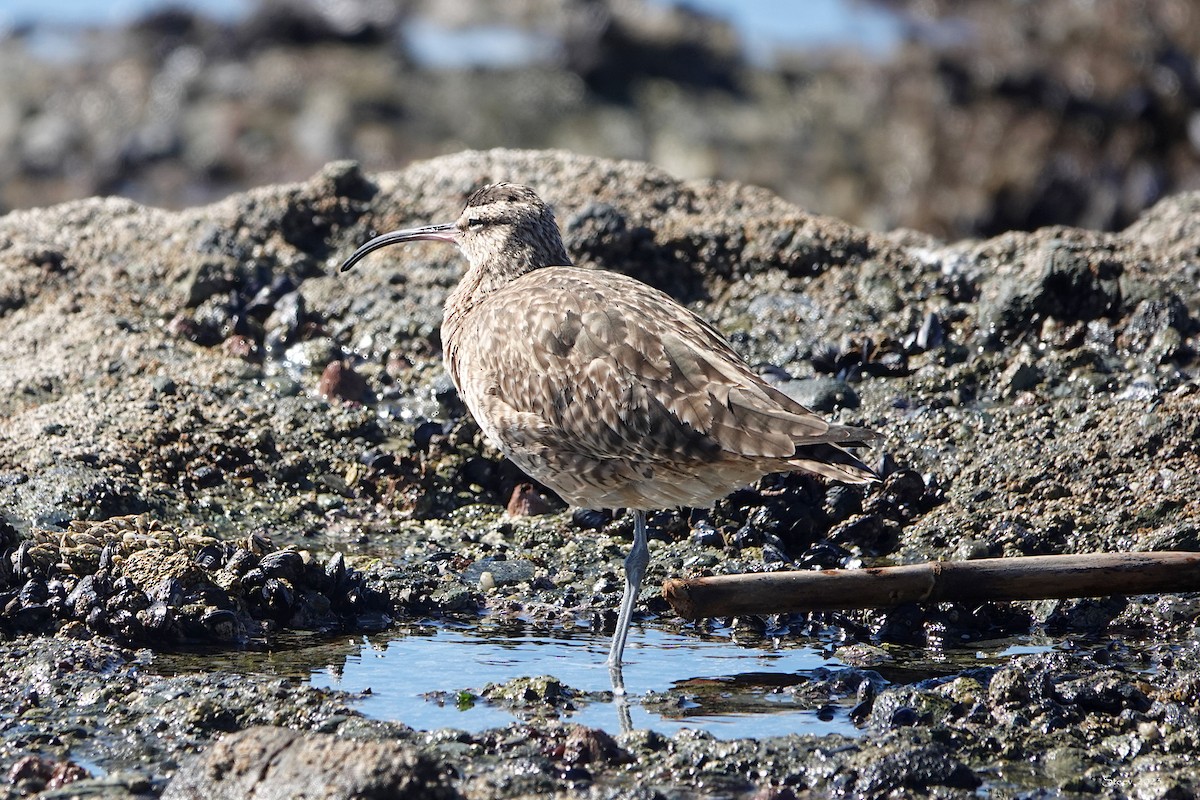 Whimbrel - Steve Neely