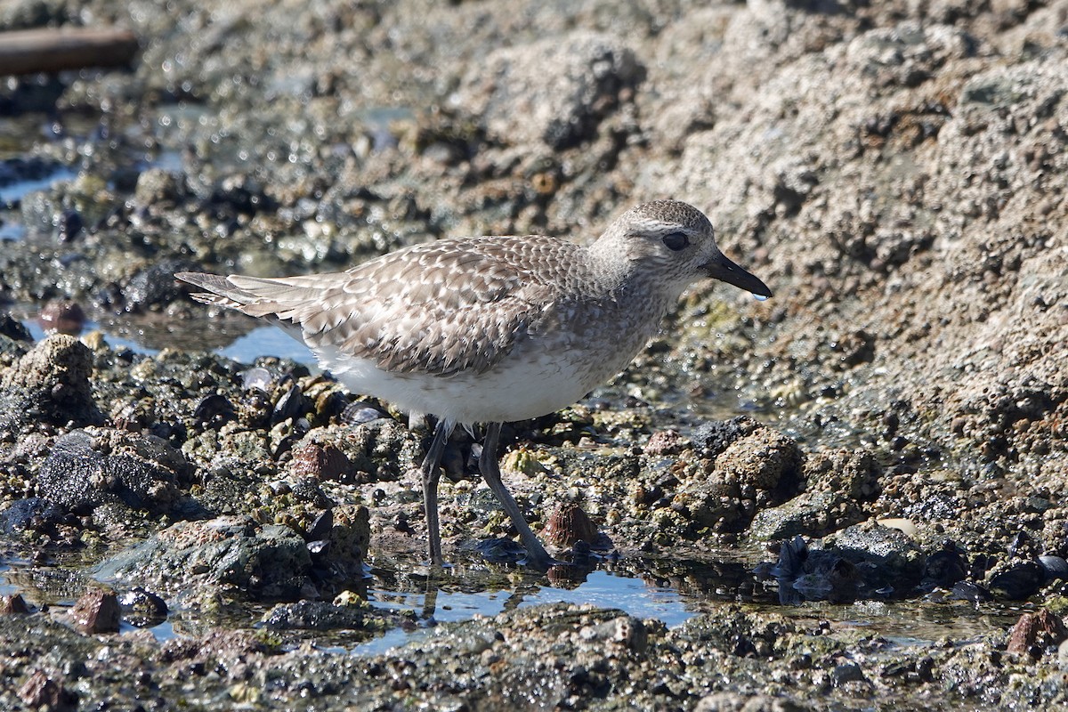 Black-bellied Plover - Steve Neely