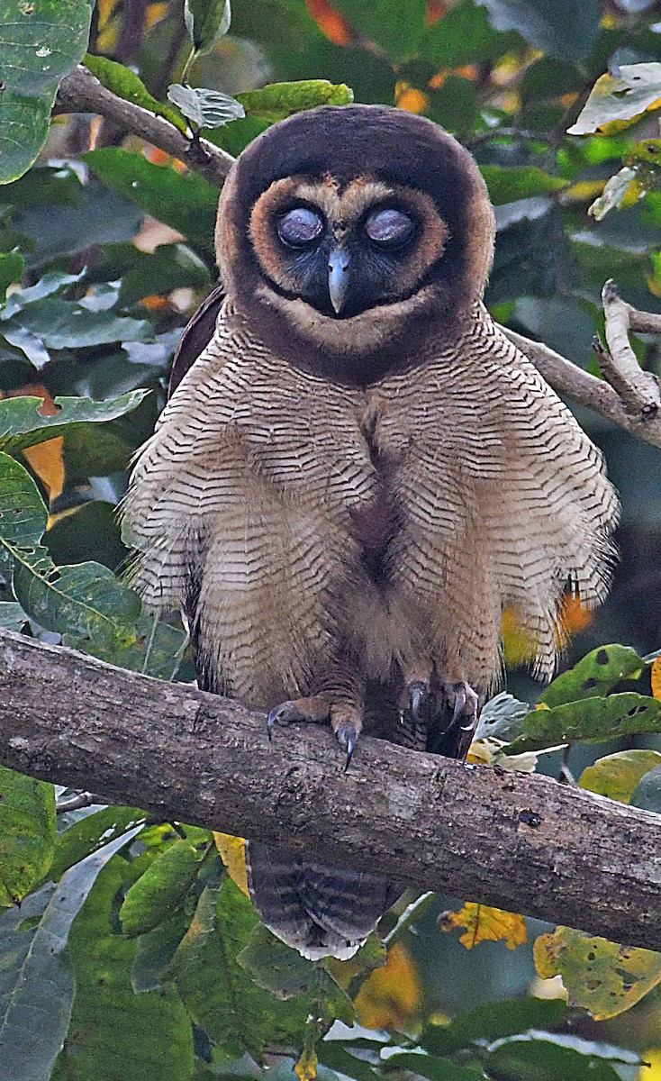 Brown Wood-Owl (Brown) - ML541389311