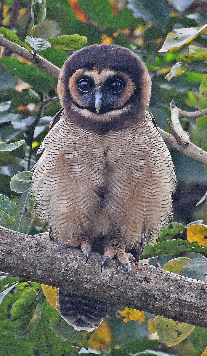 Brown Wood-Owl (Brown) - ML541389341