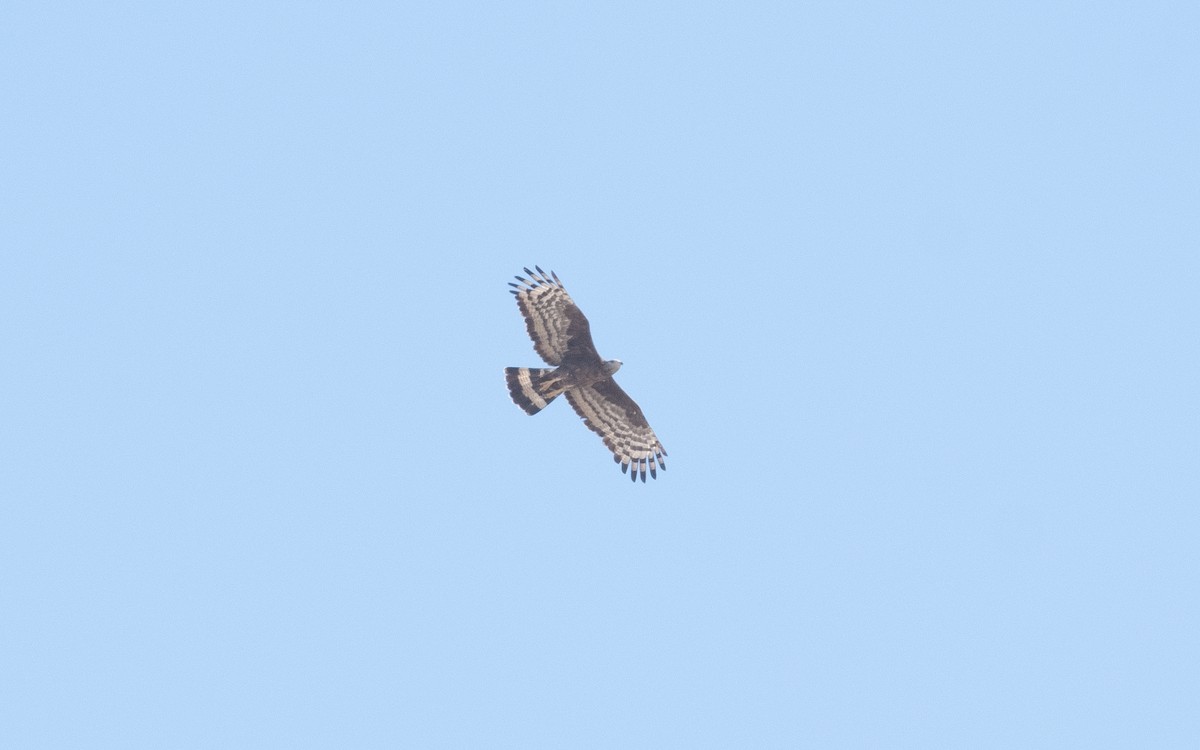 Oriental Honey-buzzard - ML541390041