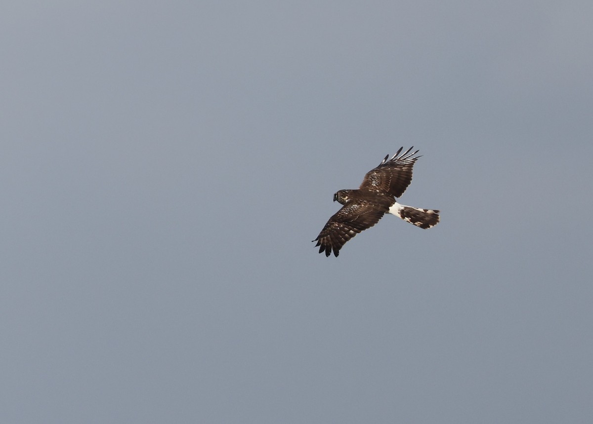 Northern Harrier - ML541390931