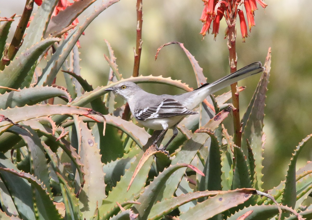 Northern Mockingbird - ML541392851