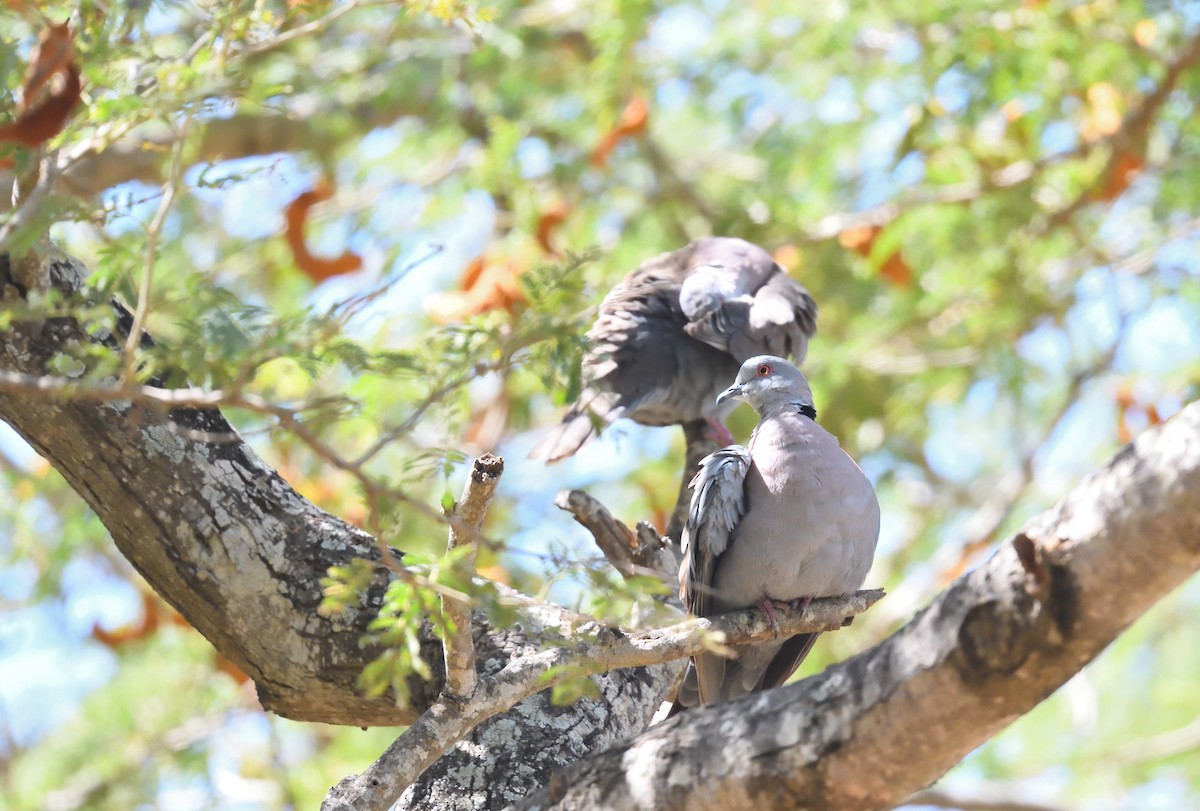 Mourning Collared-Dove - ML541393011