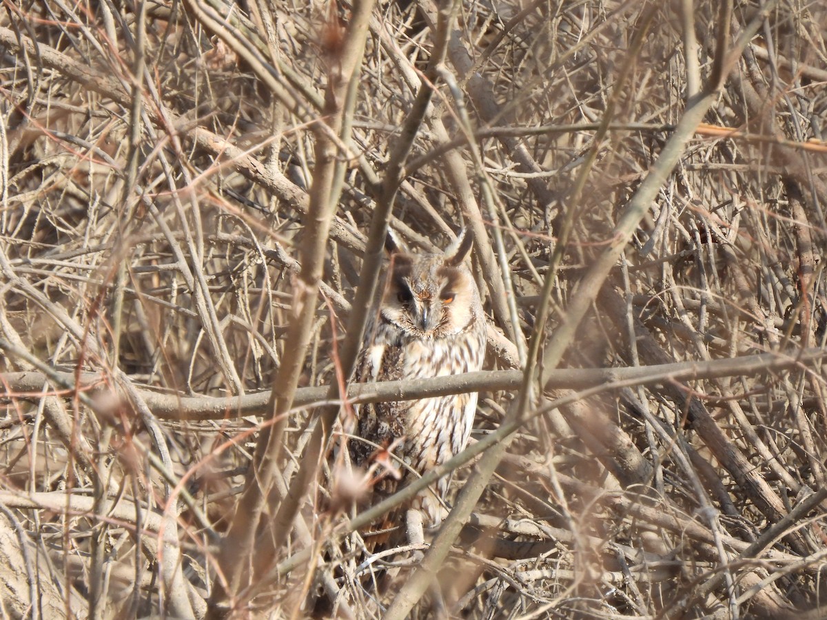 Long-eared Owl - ML541394351