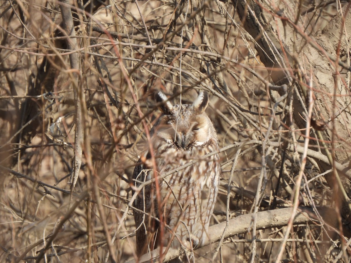 Long-eared Owl - ML541394361