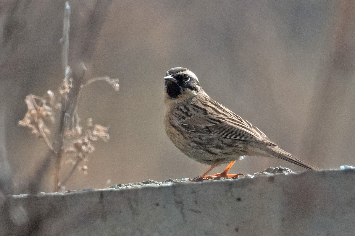Black-throated Accentor - Aseem Kothiala