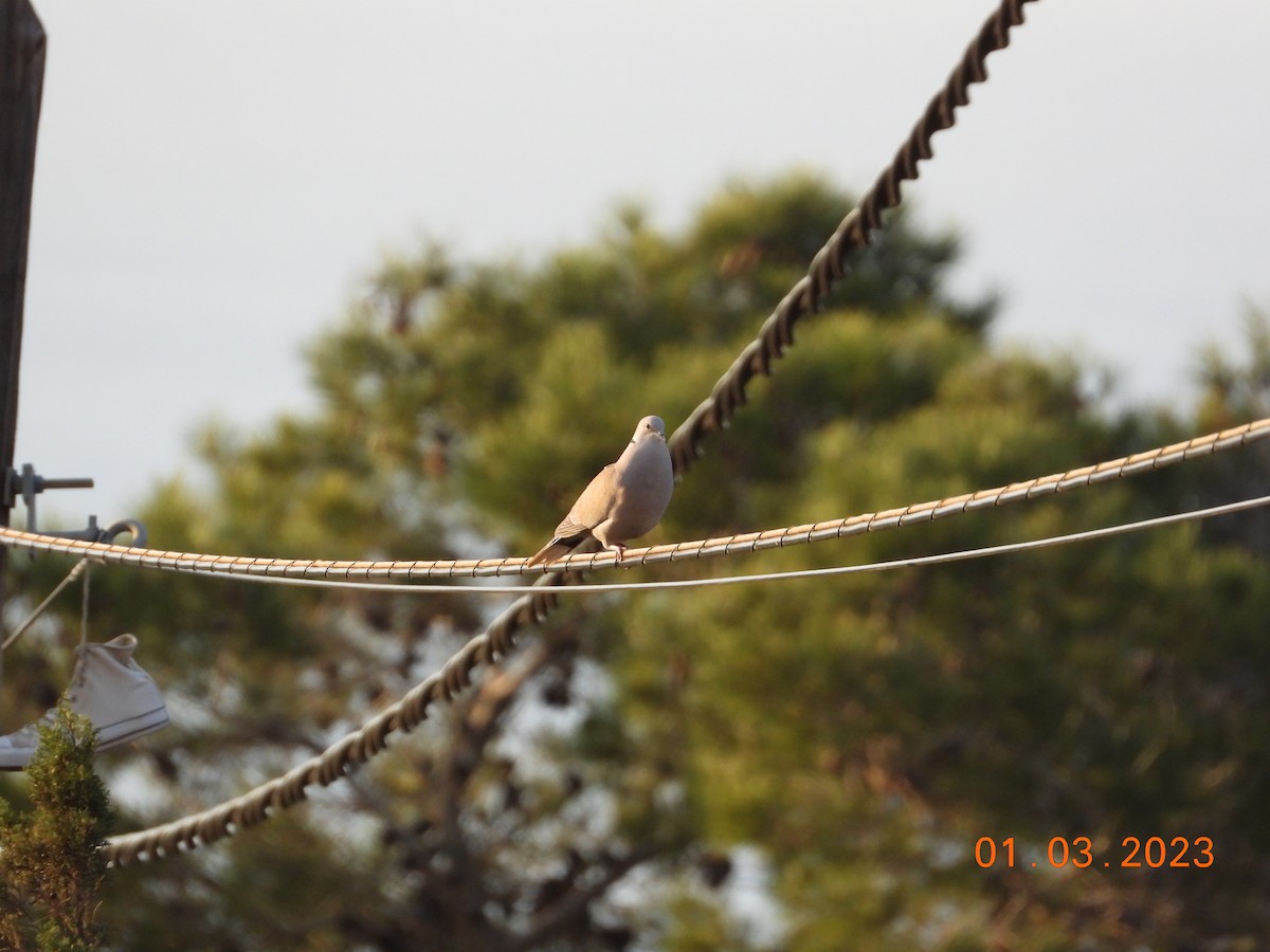 Eurasian Collared-Dove - ML541395401